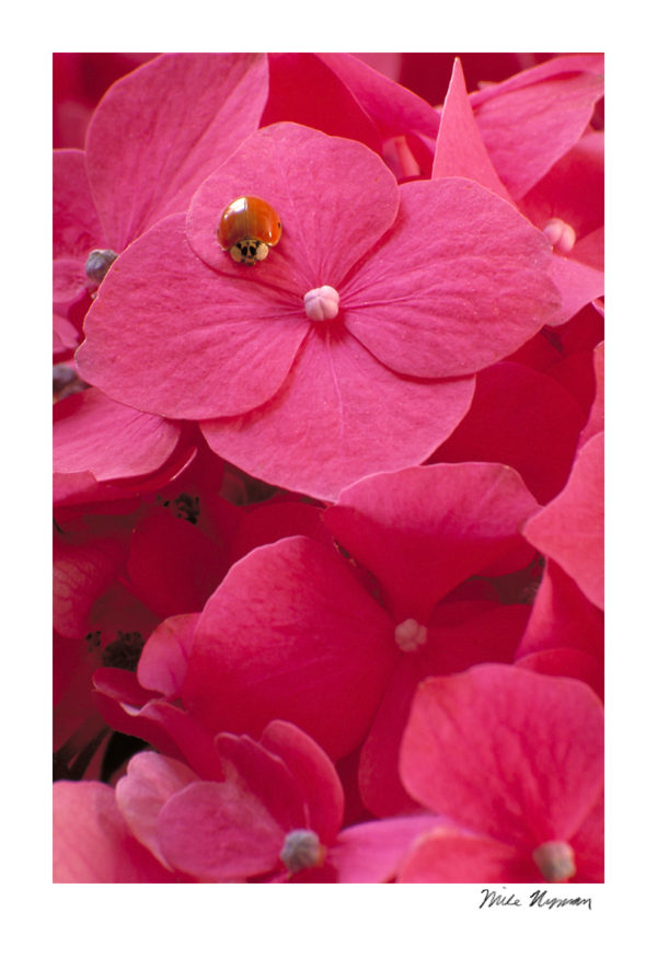 Ladybug with Hydrangeas
