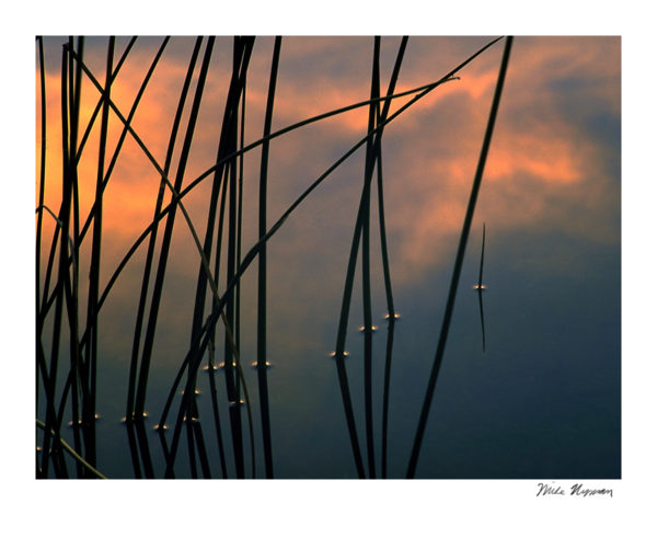 Reeds